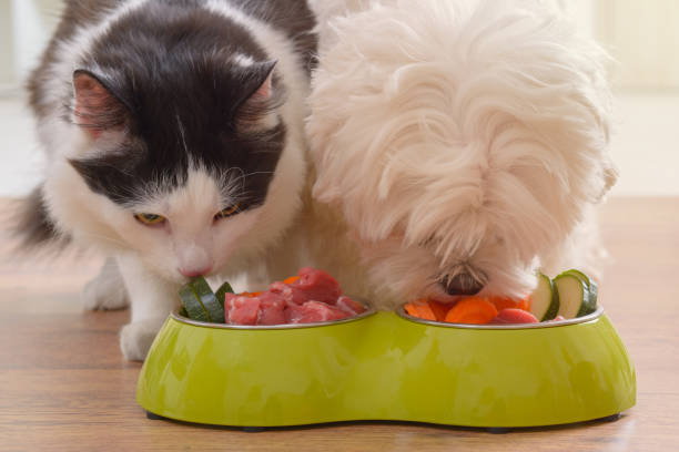 Animal Food click it and get cheap sale offers and discount 