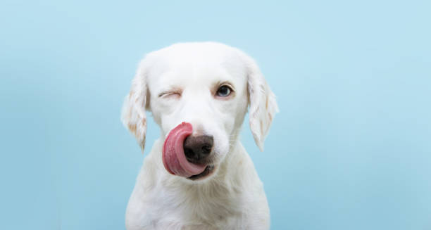 Animal Food click it and get cheap sale offers and discount 