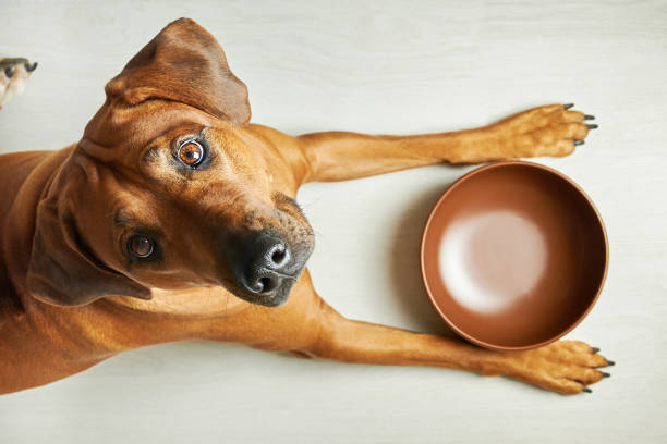 Animal Food click it and get cheap sale offers and discount 