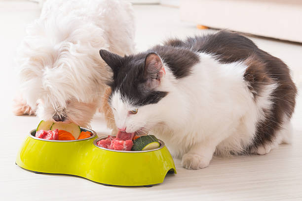 Animal Food click it and get cheap sale offers and discount 